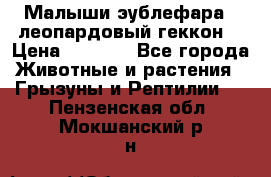 Малыши эублефара ( леопардовый геккон) › Цена ­ 1 500 - Все города Животные и растения » Грызуны и Рептилии   . Пензенская обл.,Мокшанский р-н